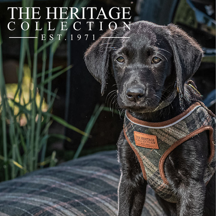 Step in comfort harness